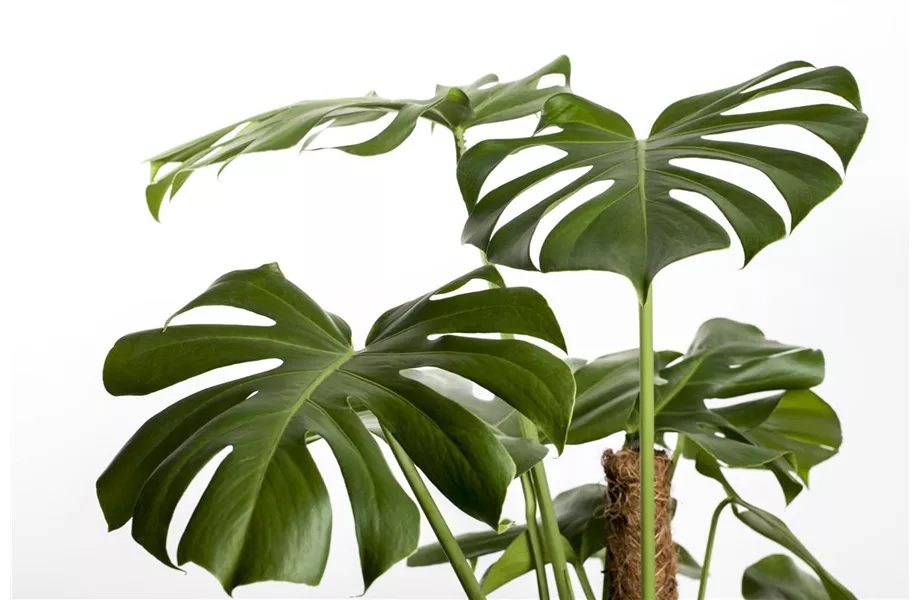 Juli 2019: Monstera