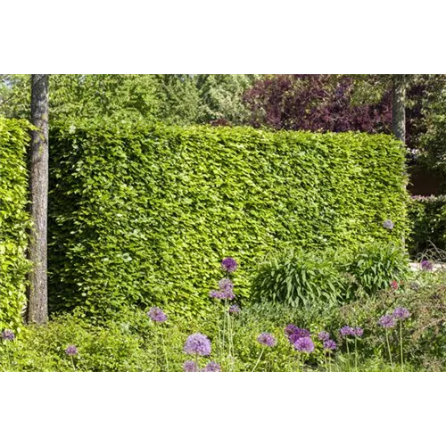 Hecken vor Streusalz schützen