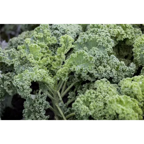 Leckeres Wintergemüse selber ziehen