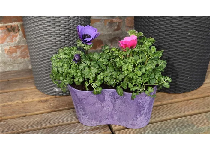 Anemonen - Einpflanzen in ein Gefäß