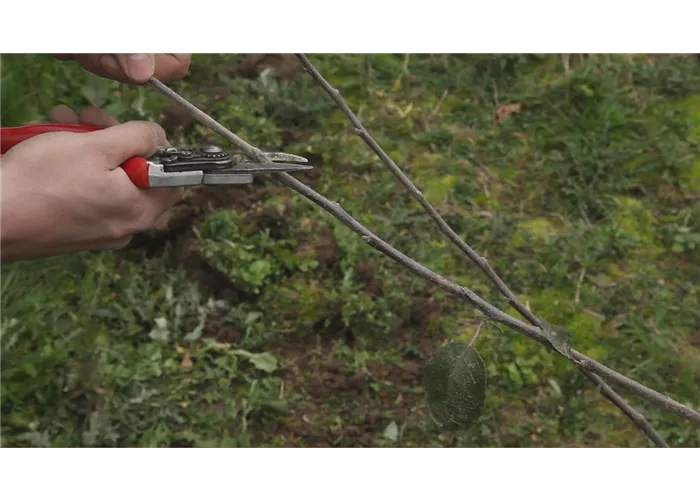 Apfelbaum - Pflanzschnitt